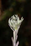 Bighead pygmycudweed